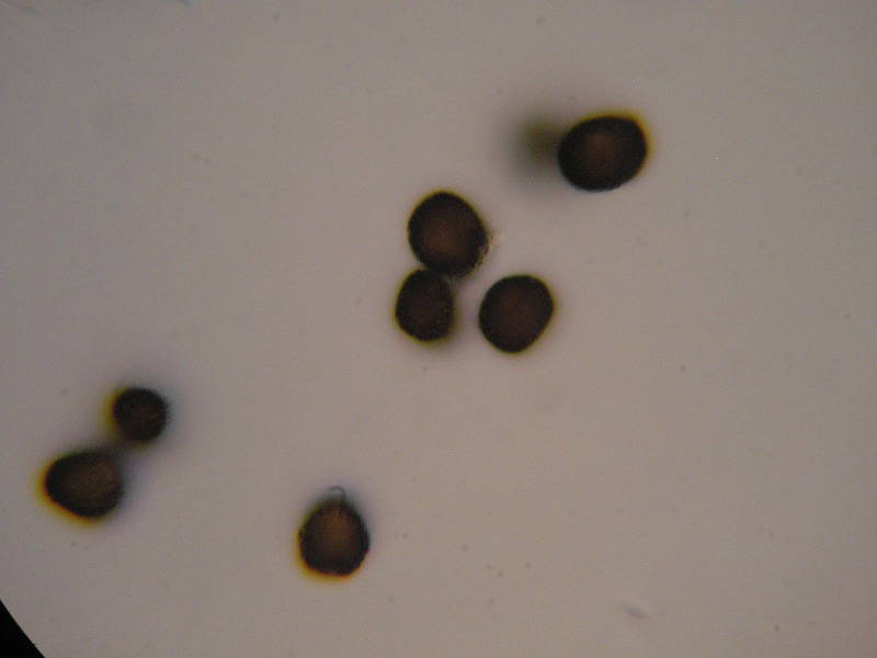 1000er SanktOsw (1).JPG