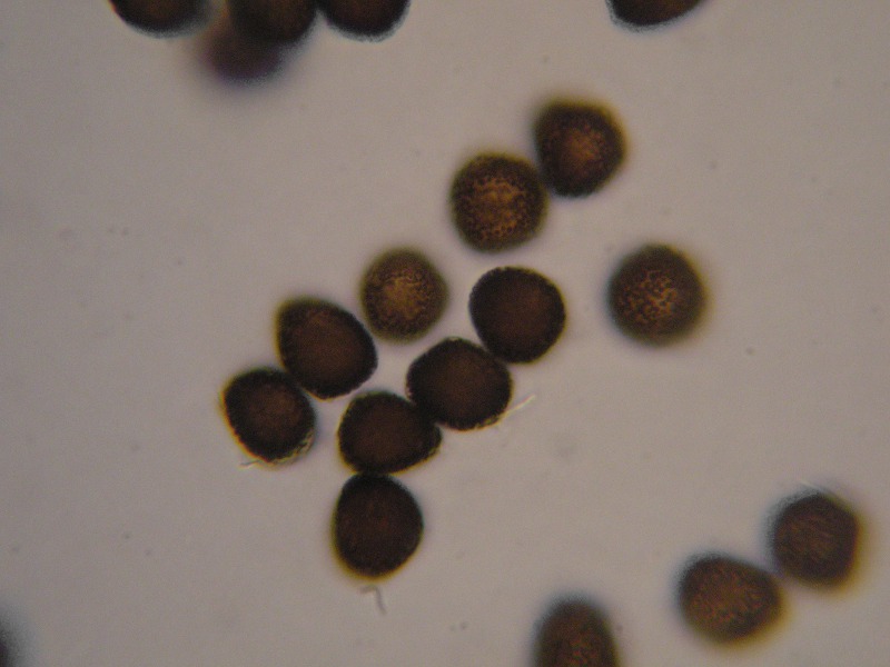 1000er SanktOsw (7).JPG