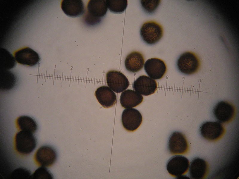 1000er SanktOsw (10).JPG