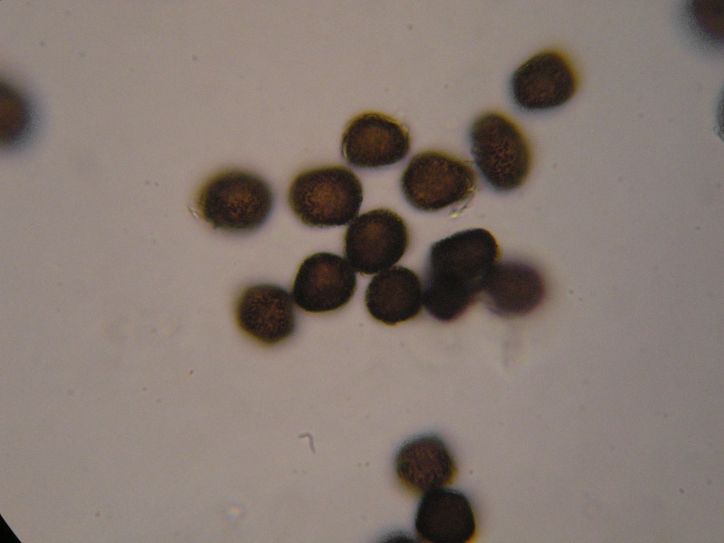 1000er SanktOsw (28).JPG