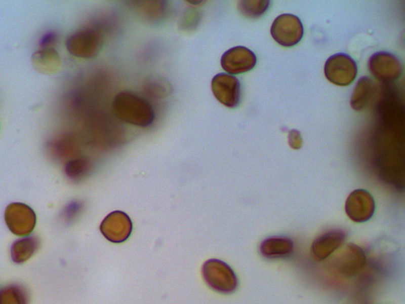 Phytoparasit 241112 1516 1000 01.jpg