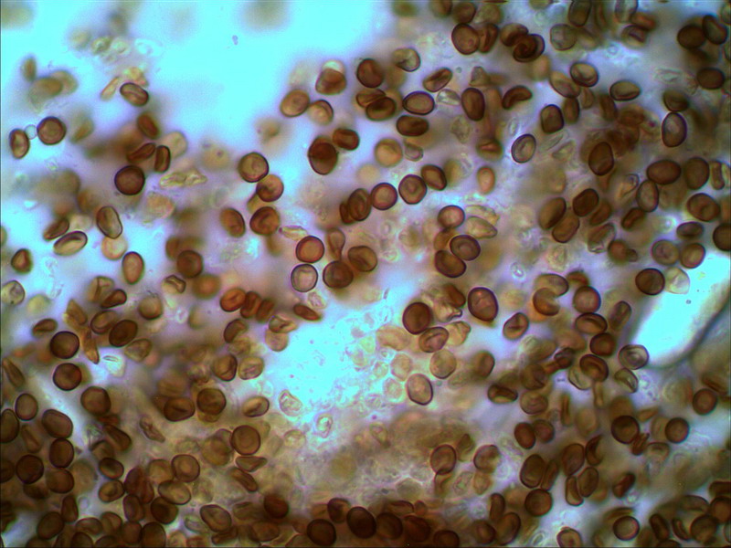 Phytoparasit 241112 1516 1000 04.jpg