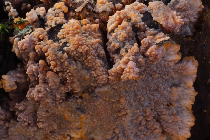 Orangeroter Kammpilz 3 a.jpg