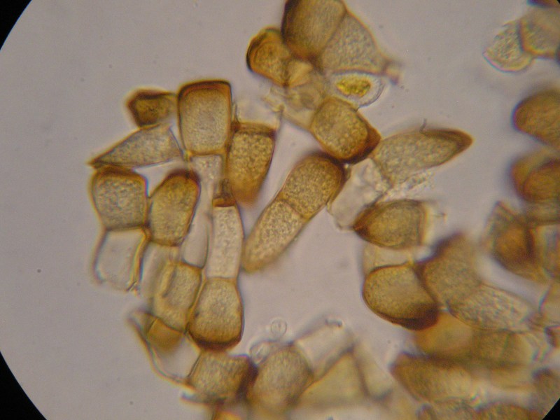 1000er Rachel (2).JPG