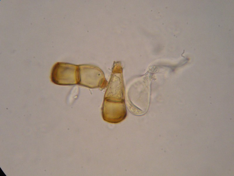 1000er Rachel (8).JPG