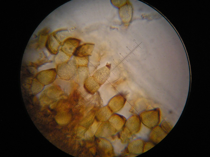 1000er Rachel (16).JPG