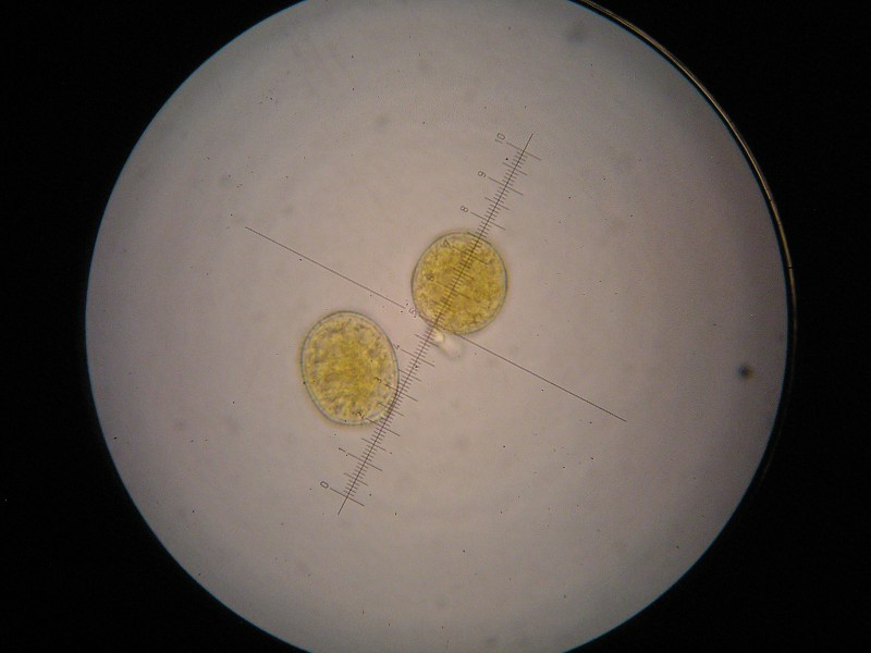 1000er Rachel (27).JPG