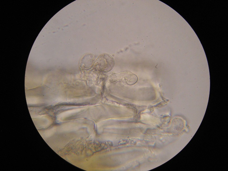 1000er Rachel (31).JPG