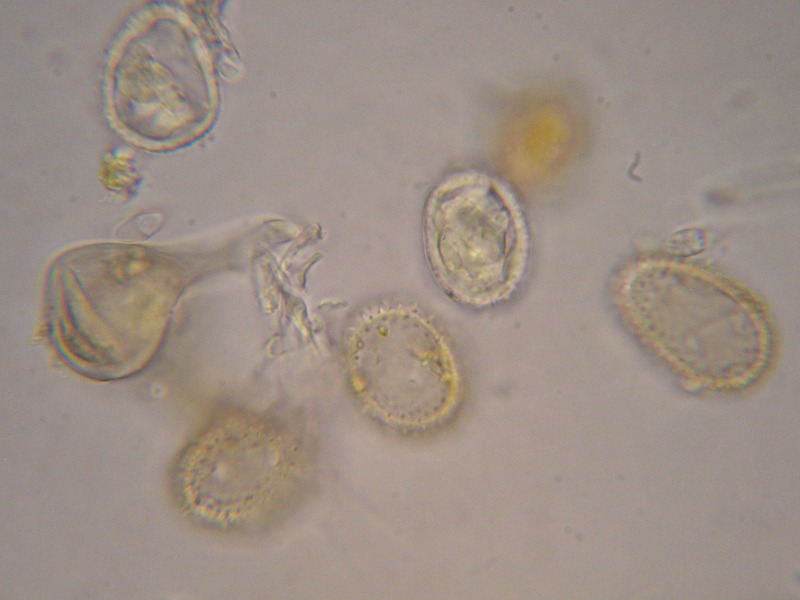 1000er Rachel (36).JPG