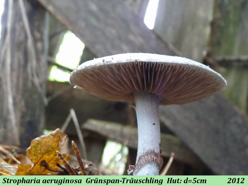 Stropharia aeruginosa 3 .JPG
