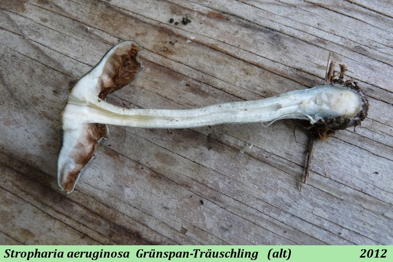 Stropharia aeruginosa 4 .JPG