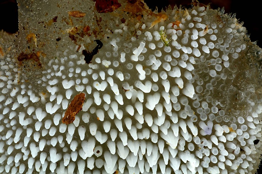 Forum - Pseudohydnum gelatinosum (Zitterzahn) 2010.10.04 - Unterseite.jpg