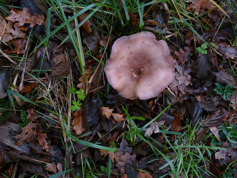 P1070182 Serie 12 .JPG