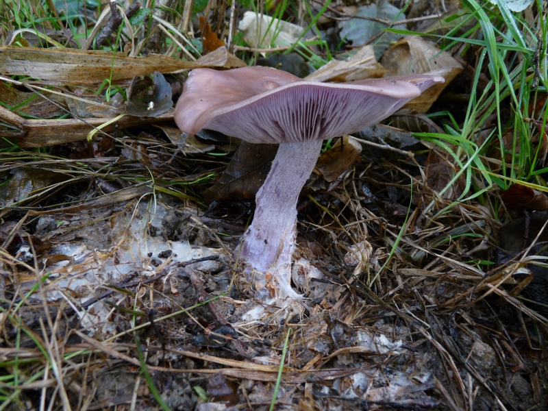 P1070018 Serie 12 Hut u. Stiel seitlich .JPG