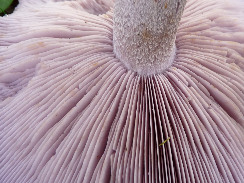 P1070028 Serie 12 Lamellen am Stiel .JPG