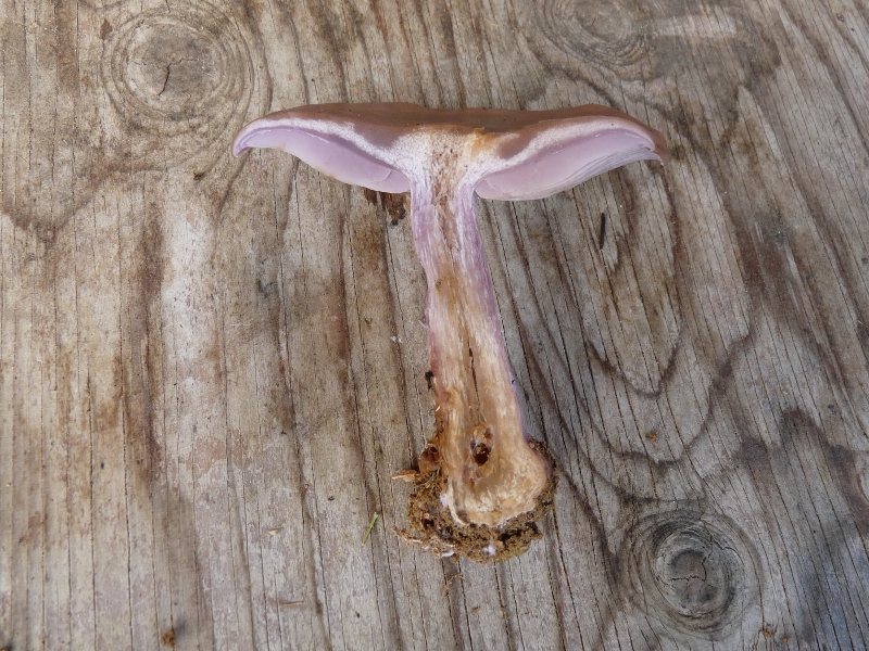 P1070032 Serie 12 Stiel 1,5X10cm .JPG