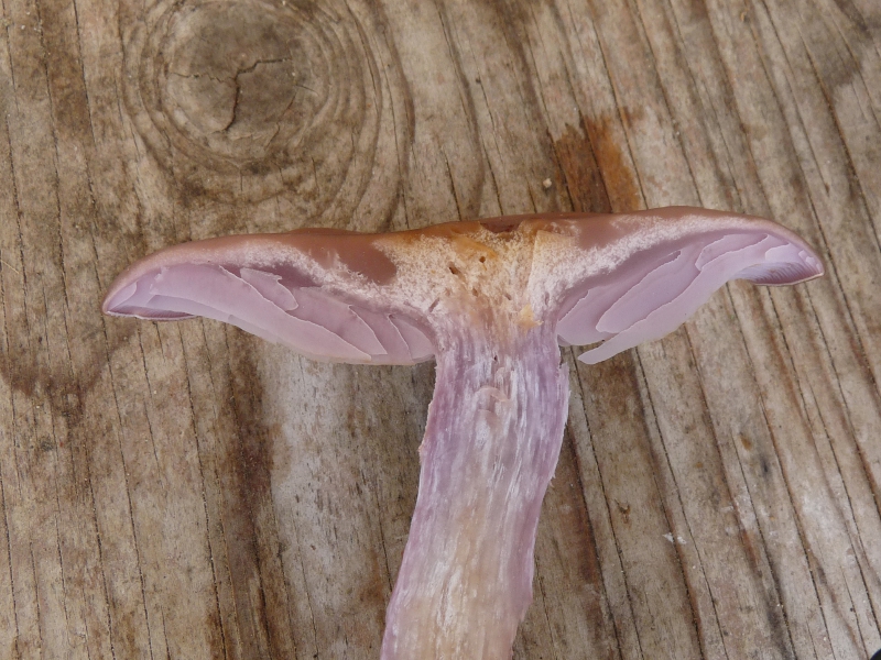 P1070038 Schnitt Lamellen .JPG