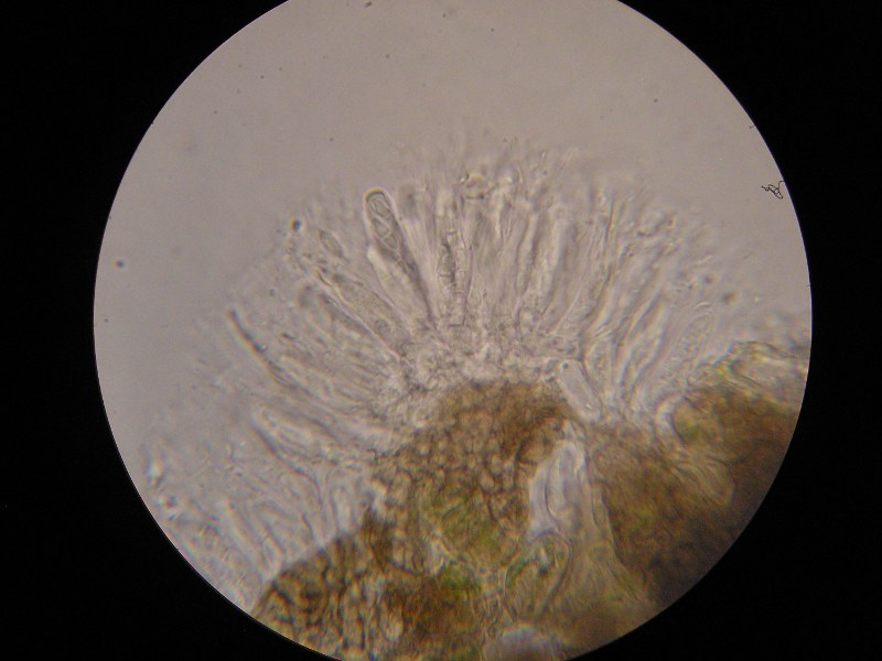 1000er Scheiden (4).JPG