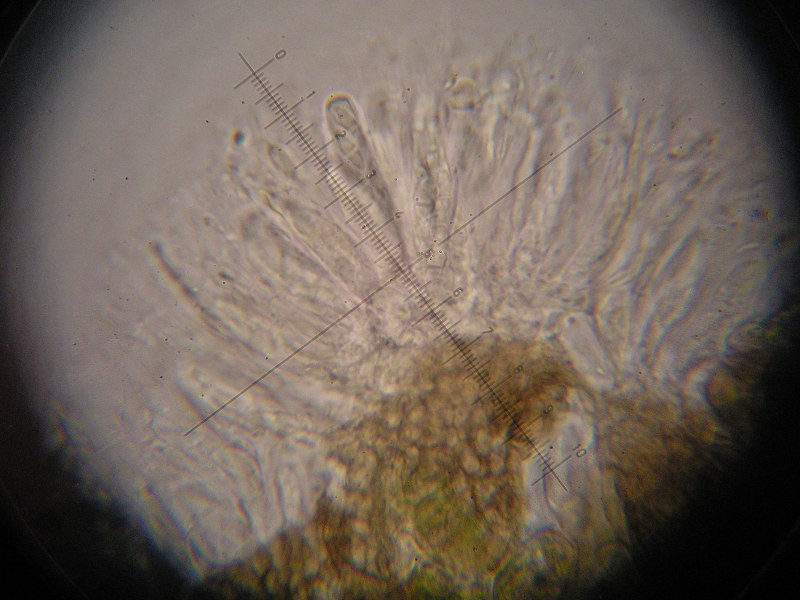 1000er Scheiden (7).JPG