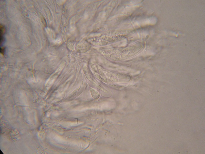 1000er Scheiden (10).JPG