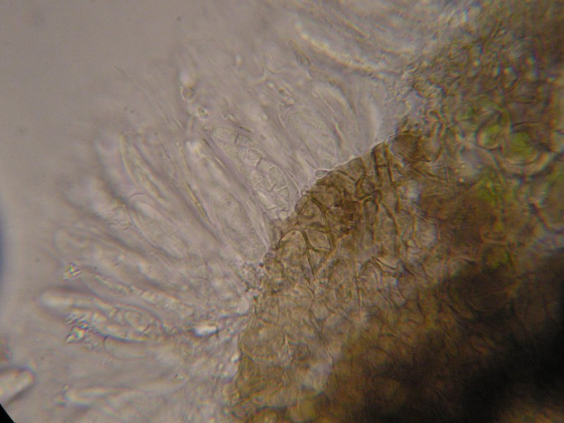 1000er Scheiden (18).JPG