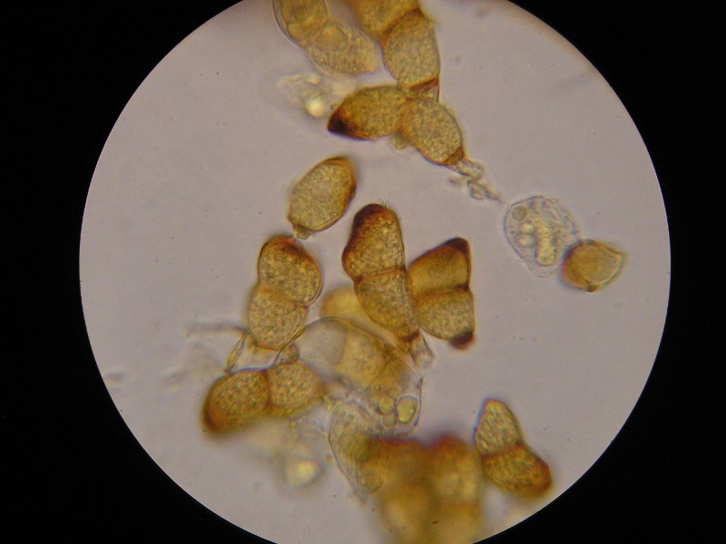 1000er Zwiesel (17).JPG