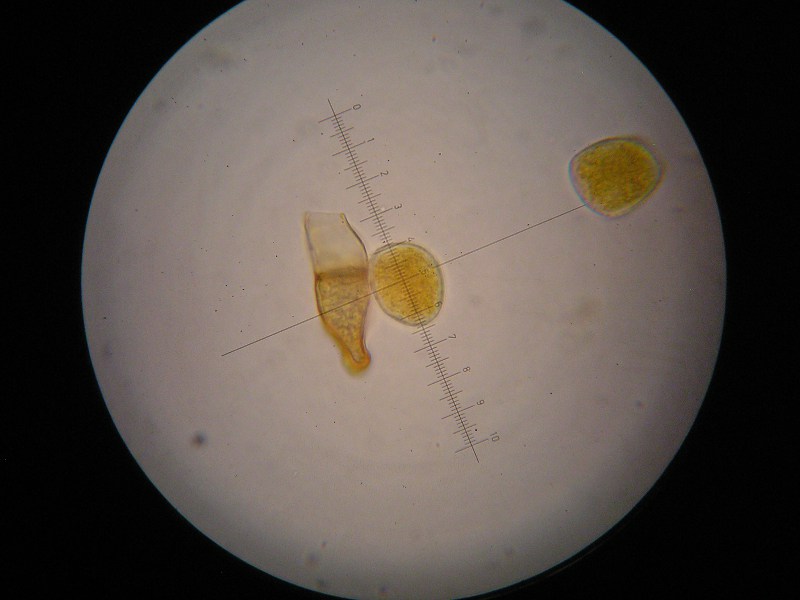 1000er Zwiesel (27).JPG