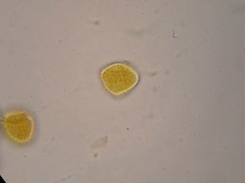 1000er Zwiesel (31).JPG