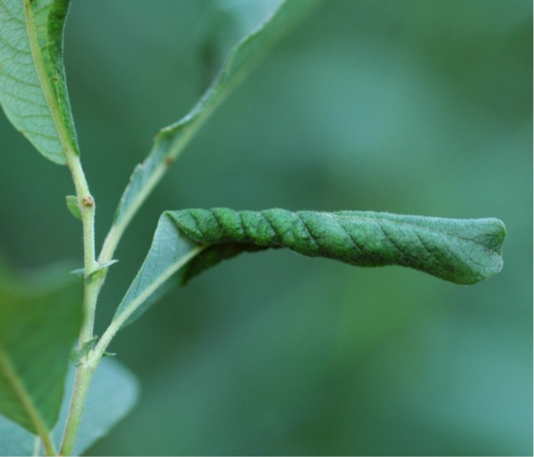 Dasineura auritae.jpg