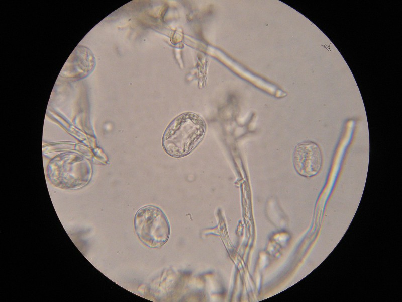 1000er Rofen (2).JPG