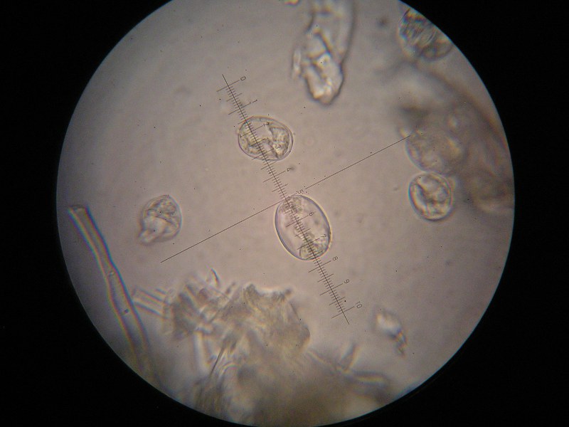 1000er Rofen (11).JPG