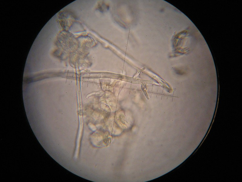 1000er Rofen (16).JPG