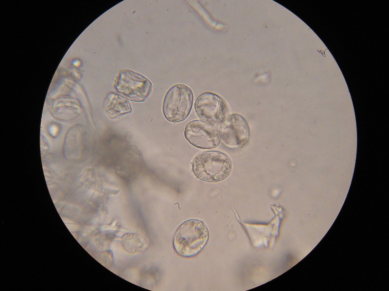 1000er Rofen (19).JPG