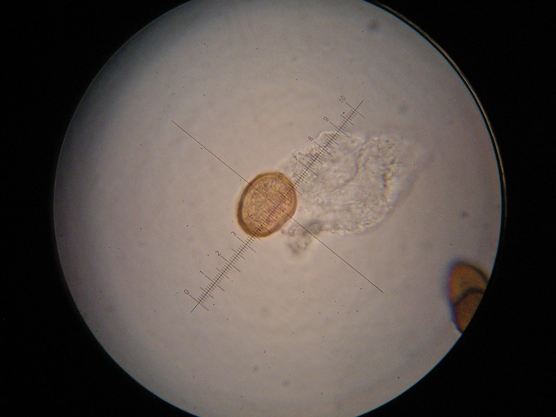 1000er Behrungen (1).JPG