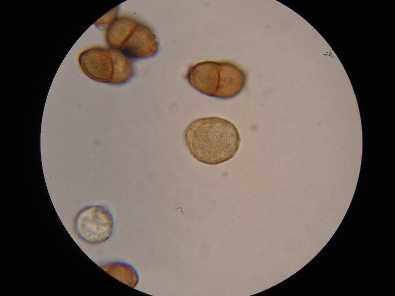 1000er Behrungen (2).JPG