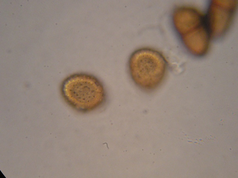 1000er Behrungen (3).JPG