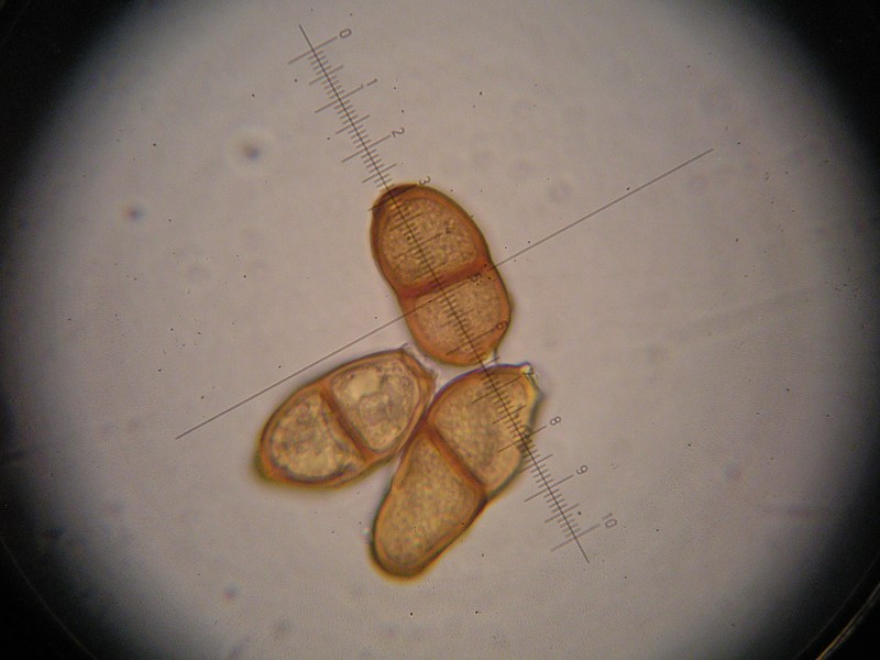 1000er Behrungen (4).JPG