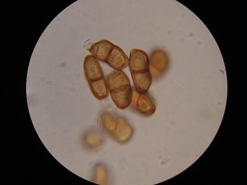 1000er Behrungen (5).JPG