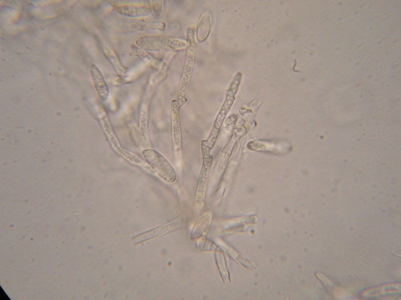 1000er Zwiesel (5).JPG