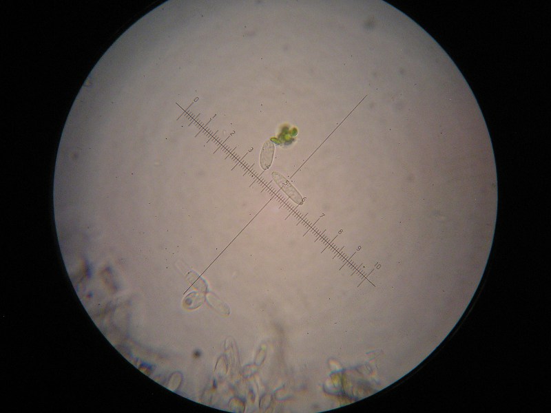 1000er Zwiesel (18).JPG