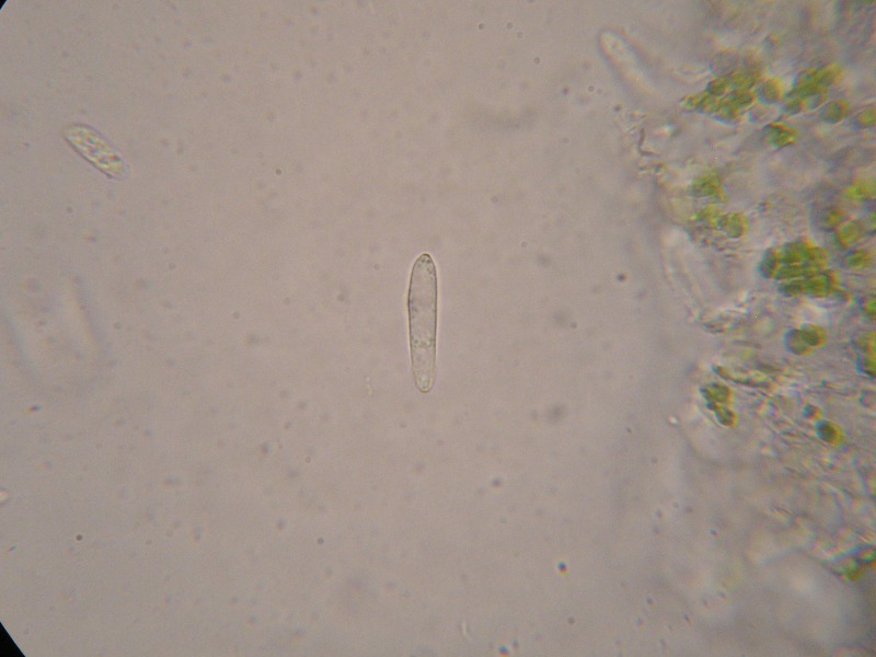 1000er Zwiesel (25).JPG