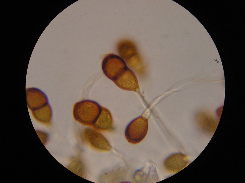 1000er Torgau (2).JPG