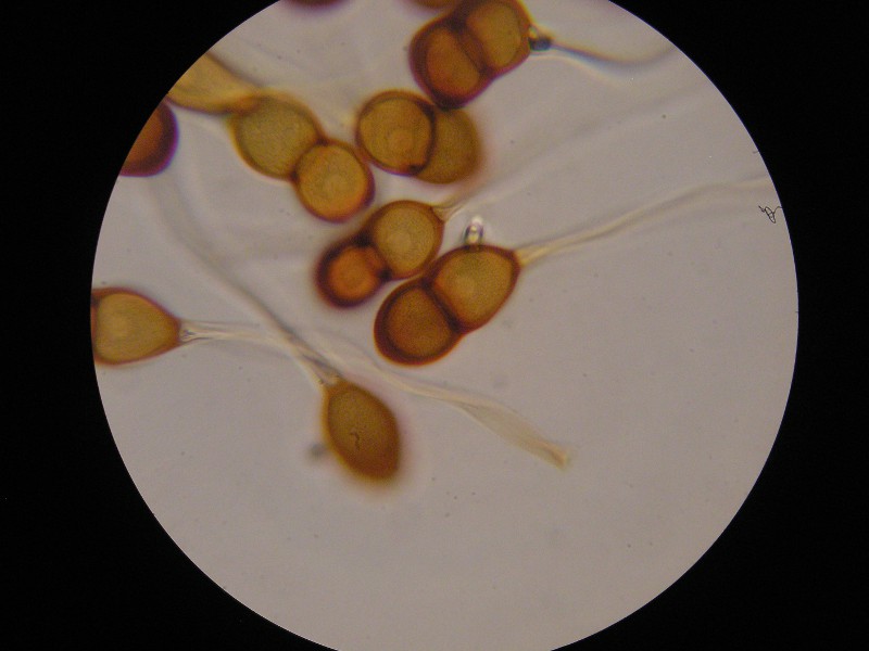 1000er Torgau (15).JPG