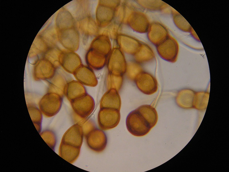 1000er Torgau (21).JPG