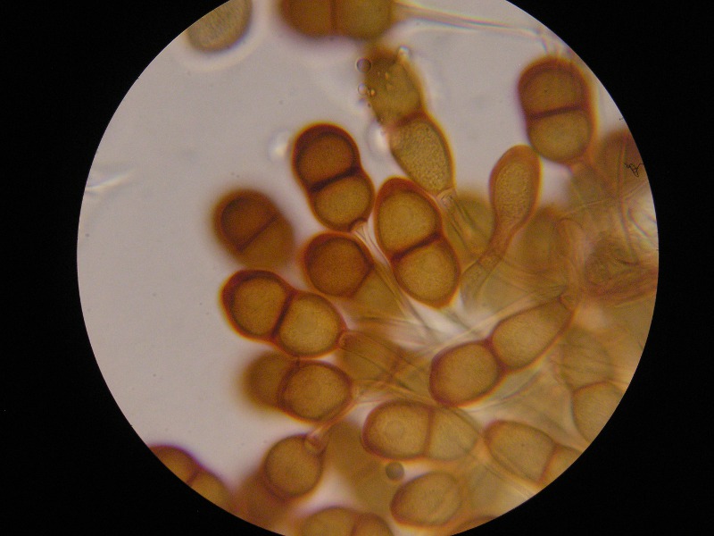 1000er Torgau (25).JPG