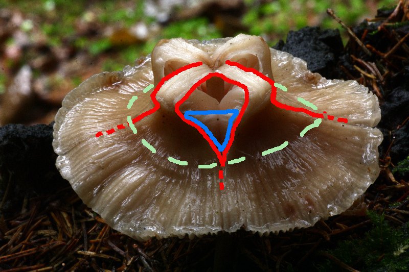 Maskenpilz 2 a bearb .jpg