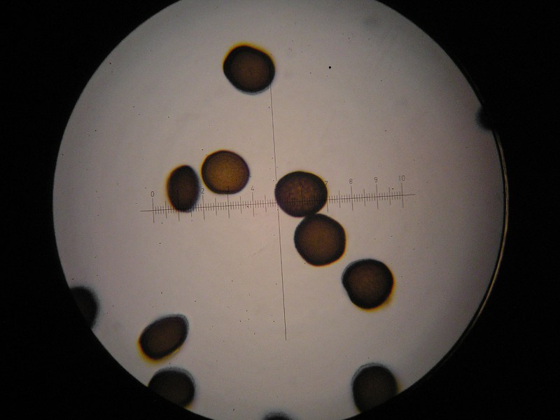 1000er Hochz (3).JPG