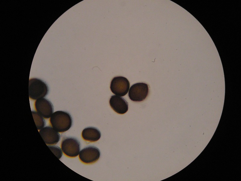 1000er Hochz (14).JPG