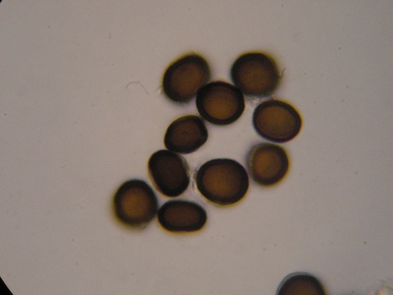 1000er Hochz (17).JPG