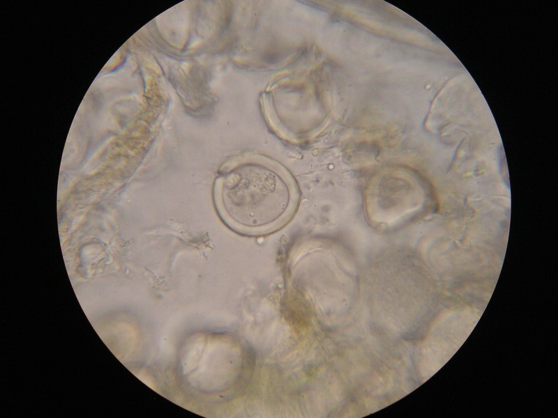 1000er SanktOsw (1).JPG